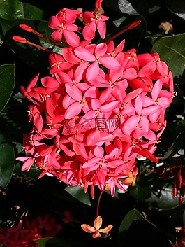 花,紅色,自然