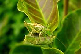 蚱蜢,葉子,綠色