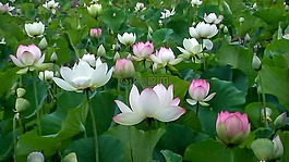 回音公园,莲花