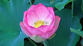 回音公园,莲花