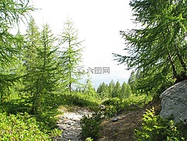 森林路径,山径,迁徙路线