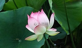 回音公园,莲花