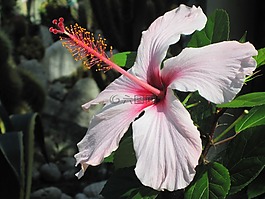 地中海,伊斯基亞島,芙蓉