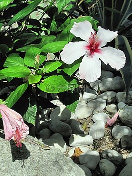 地中海,伊斯基亞島,芙蓉花