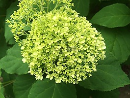 花園,綠色,繡球