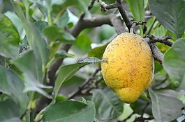 檸檬,樹(shù),柑橘類水果