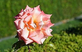 玫瑰,粉紅色,開(kāi)花