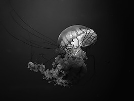 白,發(fā)光,海蜇