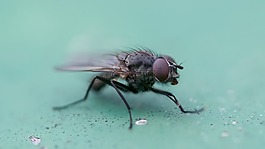 飛,宏,昆蟲
