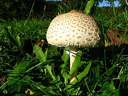 屏幕真菌,蘑菇,梧桐