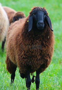 動物,草地,牧場