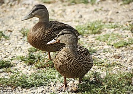 鴨子,水禽,鳥(niǎo)
