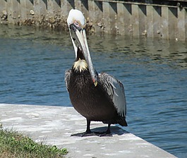 鵜,鳥,野生動物