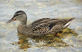 鴨,水禽,鳥
