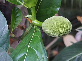 植物,绽放,花卉