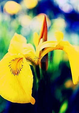 花,性質(zhì),廠