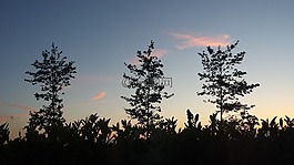 樹木,云,晚上