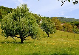 性質(zhì),樹,景觀