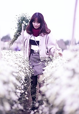菊花,菊花鳥啼,花