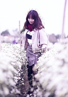 菊花,菊花鳥啼,花