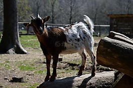 山羊,動(dòng)物,動(dòng)物世界