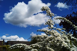 云,鮮花,天空