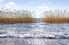 海,海灘,里德