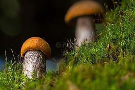 桦木蘑菇,蘑菇,食用