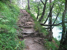 遷徙路線,線索,森林路徑