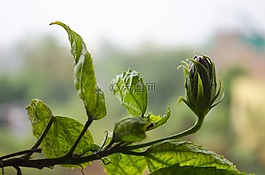 鮮花,綠色,葉子