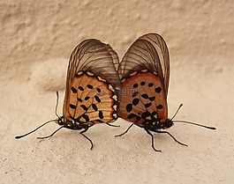 两,butterfies,交配