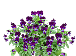 潘茜,春天,花