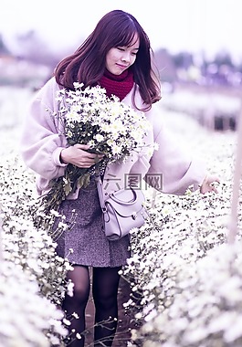 菊花,菊花鳥啼,花
