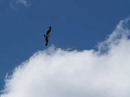 鳥,飛行,魚鷹