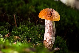 桦木蘑菇,蘑菇,食用