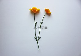 罌粟,加利福尼亞州,橙色