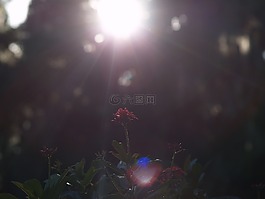 鮮花,紅色花,陽光