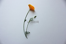罌粟,加利福尼亞州,橙色