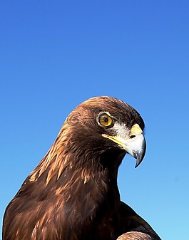 阿德勒,猛禽,鷙鳥
