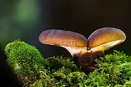 蘑菇,苔,森林蘑菇