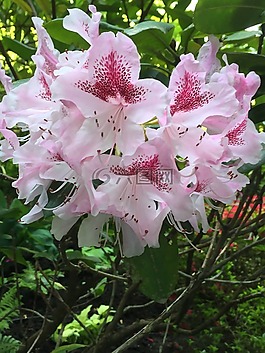 粉紅色,花,自然