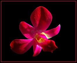 蘭花,開花,花