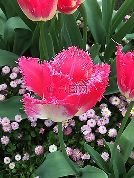 光明,粉紅色,花