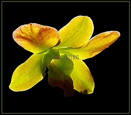 蘭花,開(kāi)花,花
