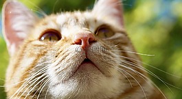 貓,動物,寵物