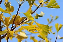 银杏,黄的树叶,叶子上的一个分支