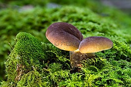蘑菇,苔,森林蘑菇