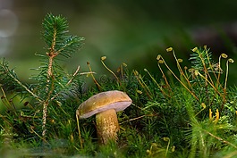 gallenröhrling,蘑菇,uneatable