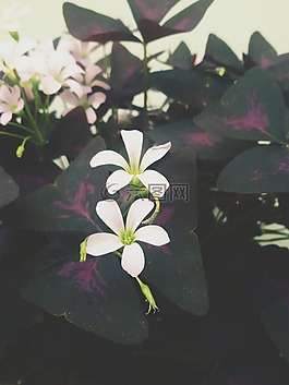 花,鮮花,自然
