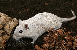 動物,有吸引力,美麗